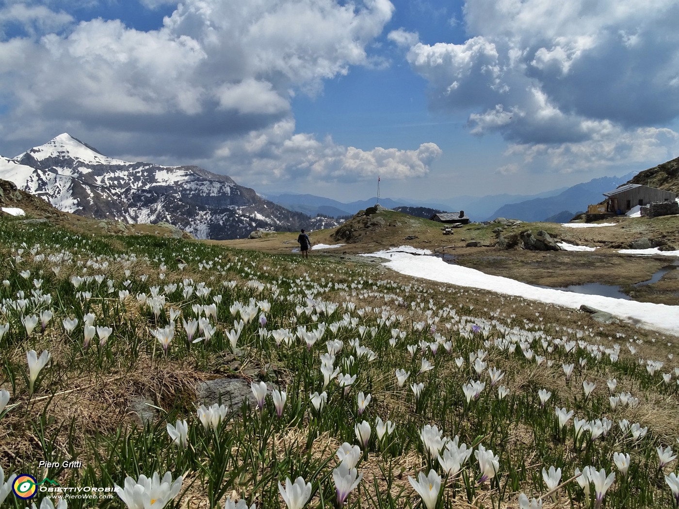 74 Scendendo dal Bivacco Zamboni al Rif. Balicco tanti Crocus vernus.JPG